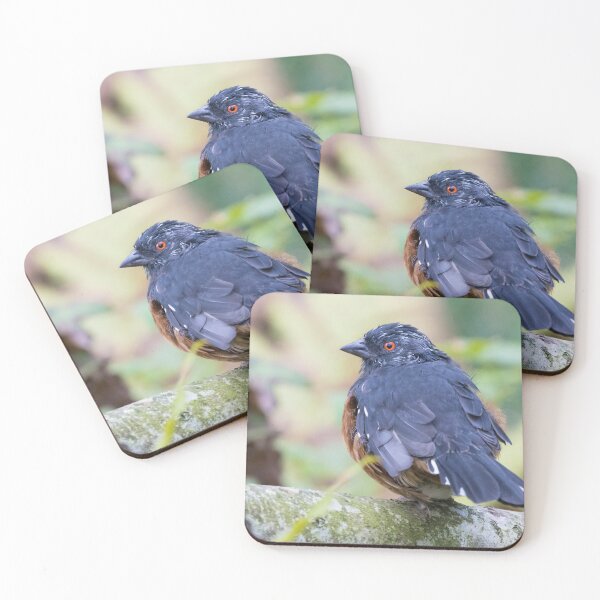 Item preview, Spotted Towhee designed and sold by LaurenTucker.