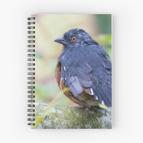 Item preview, Spotted Towhee designed and sold by LaurenTucker.