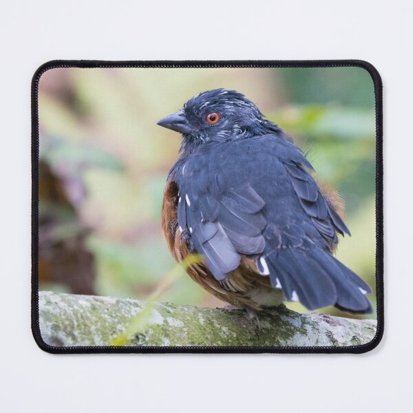 Item preview, Spotted Towhee designed and sold by LaurenTucker.