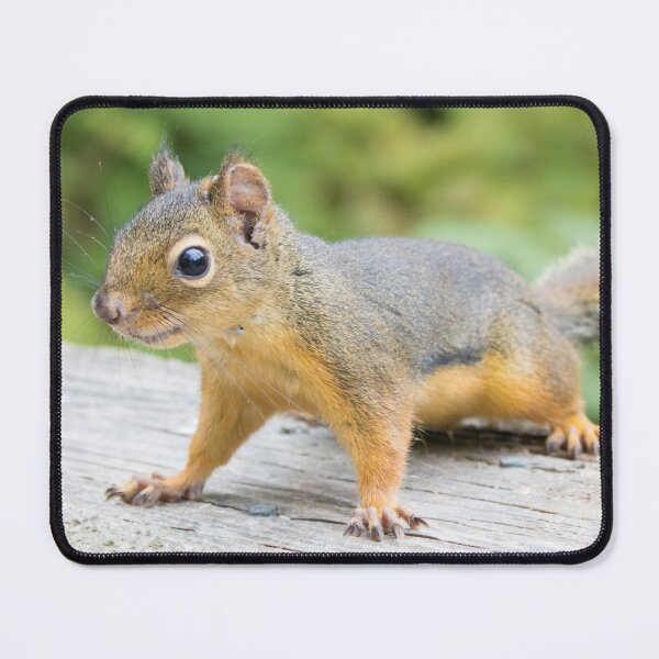 Item preview, Douglas Squirrel designed and sold by LaurenTucker.