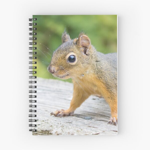 Item preview, Douglas Squirrel designed and sold by LaurenTucker.