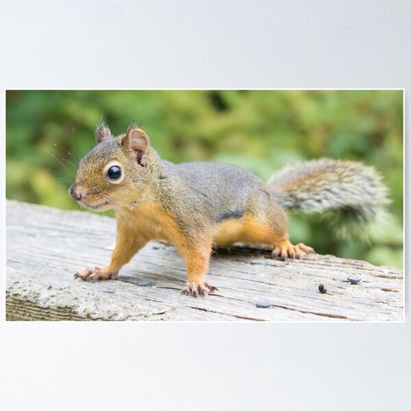 Item preview, Douglas Squirrel designed and sold by LaurenTucker.