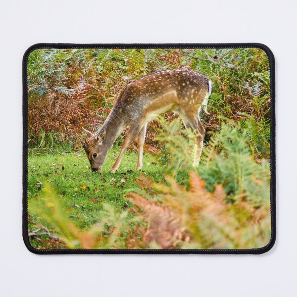 Item preview, Fallow Deer in Dartmoor National Park designed and sold by VnGphoto.