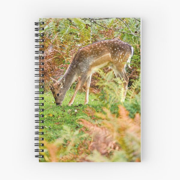 Item preview, Fallow Deer in Dartmoor National Park designed and sold by VnGphoto.