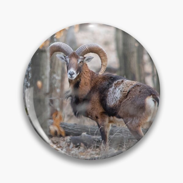 Item preview, Mouflon Ram in Winter Forest designed and sold by gabormedve.