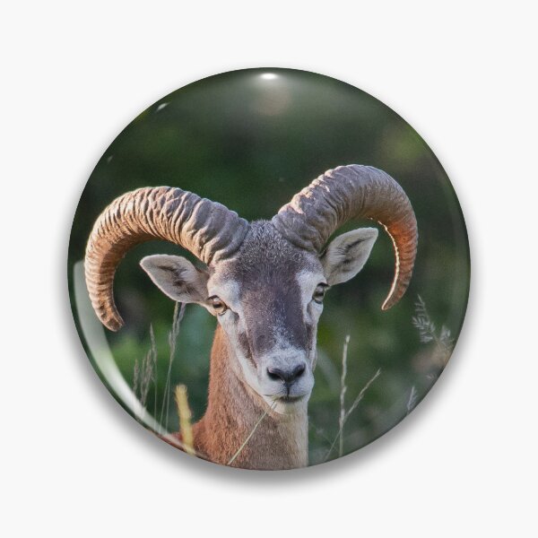 Item preview, Mouflon Ram in Golden Light designed and sold by gabormedve.