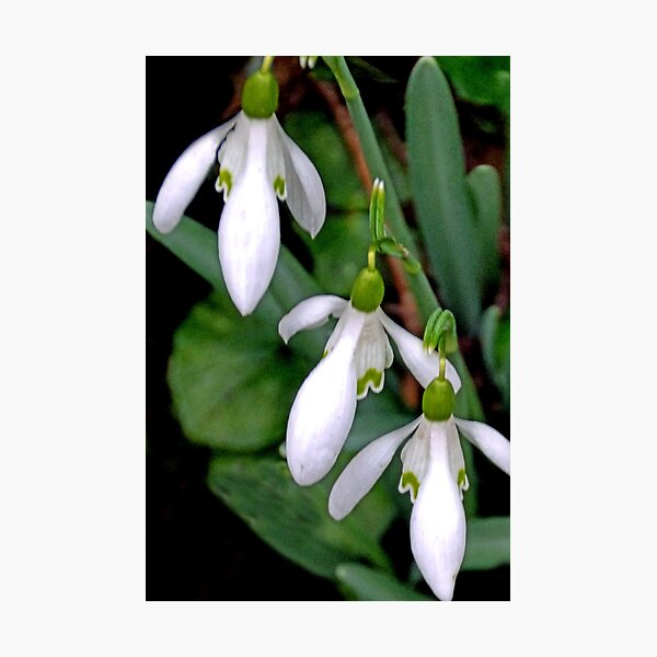 Pretty Snowdrop Trio............ Photographic Print