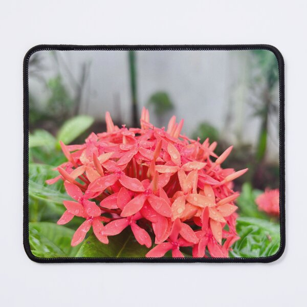 Item preview, Virbant Red Ixora Coccinea Blossoms designed and sold by lucatjang.