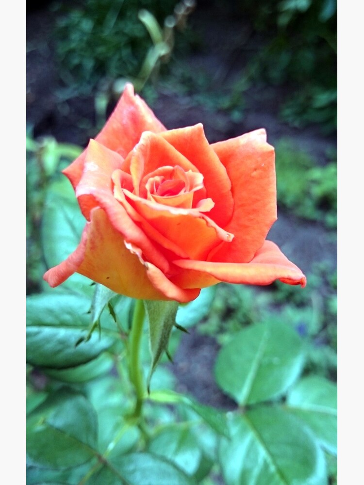 Rose von Gourmetkater