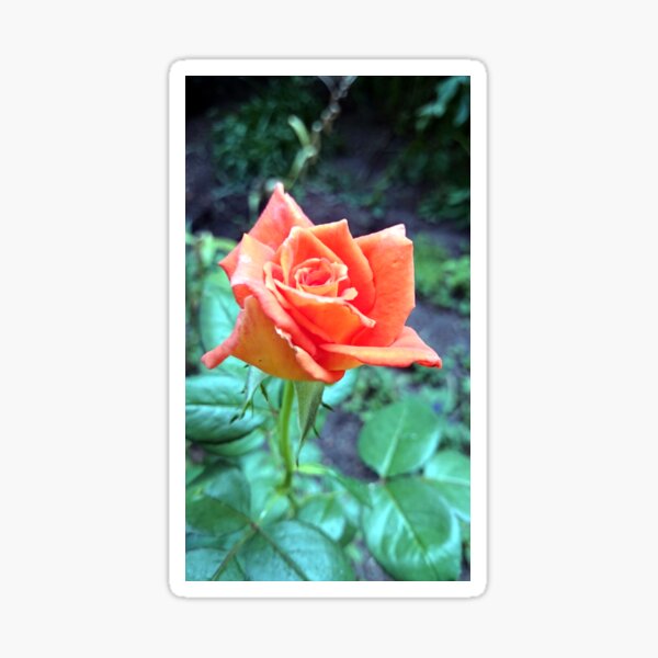 Rose Sticker