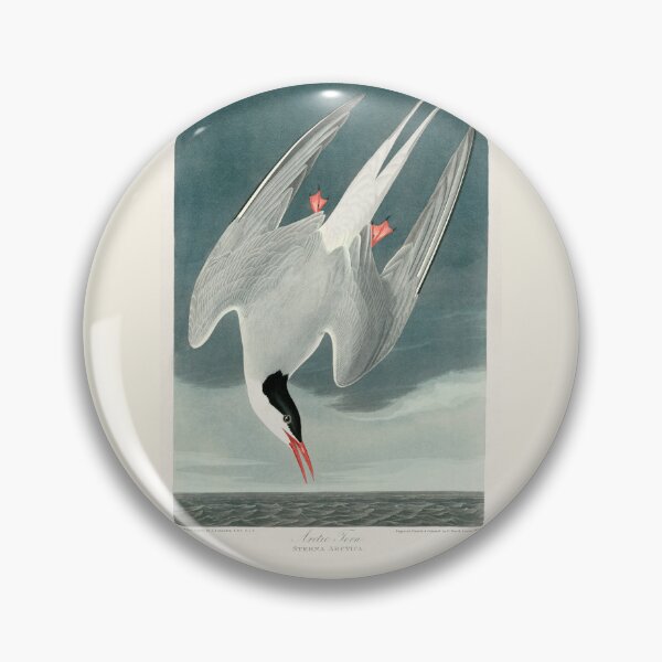 Item preview, Arctic Tern by John James Audubon designed and sold by Amanda1775.