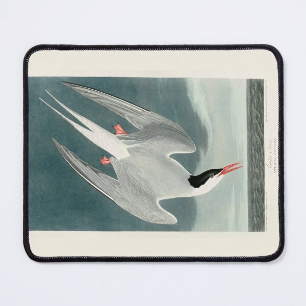 Item preview, Arctic Tern by John James Audubon designed and sold by Amanda1775.