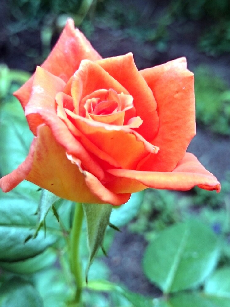 Rose von Gourmetkater