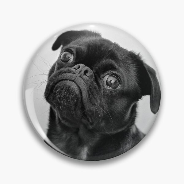Item preview, Cute Black Pug Tilting Its Head designed and sold by VanGaldo.