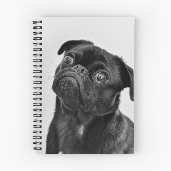 Item preview, Cute Black Pug Tilting Its Head designed and sold by VanGaldo.