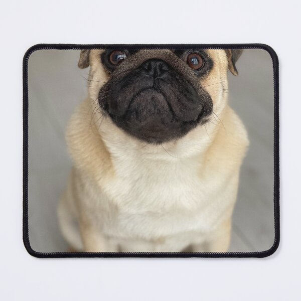 Item preview, Cute Fawn Pug Sitting Down Portrait designed and sold by VanGaldo.