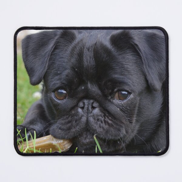 Item preview, Funny Black Pug Dog Eating Chew Treat designed and sold by VanGaldo.