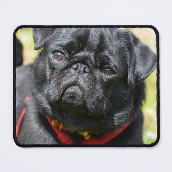 Item preview, Cute Black Pug Dog In Red Harness designed and sold by VanGaldo.