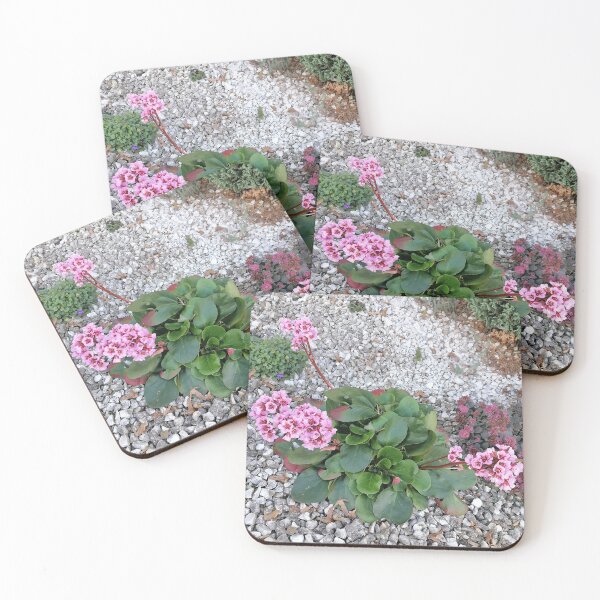 Item preview, Pink Bergenia Flowers In Garden designed and sold by PhuongVoArt.