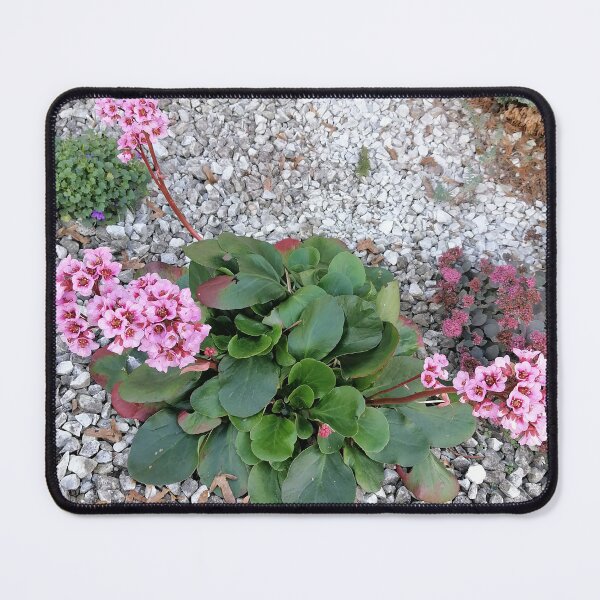 Artikelvorschau, Pink Bergenia Flowers In Garden entworfen und verkauft von PhuongVoArt.