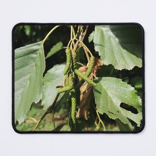 Item preview, Green Catkins On Tree Branch designed and sold by PhuongVoArt.