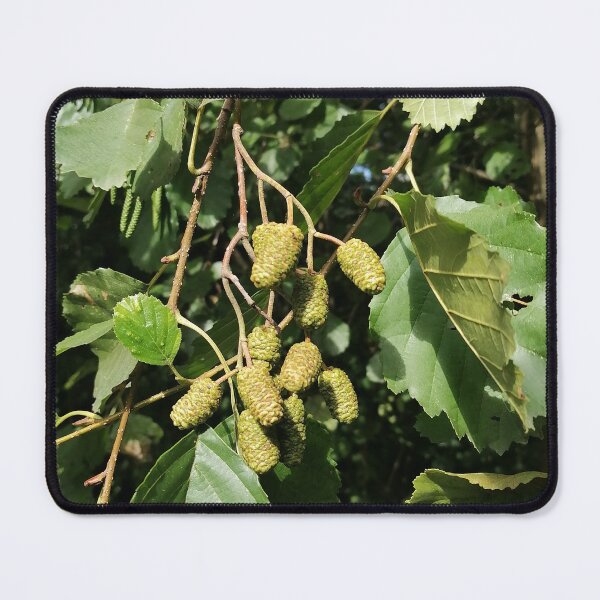 Item preview, Green Catkins On Tree Branch designed and sold by PhuongVoArt.