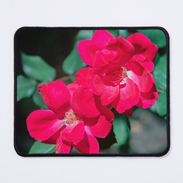 Item preview, Red Knockout Roses designed and sold by RichFrancoCars.
