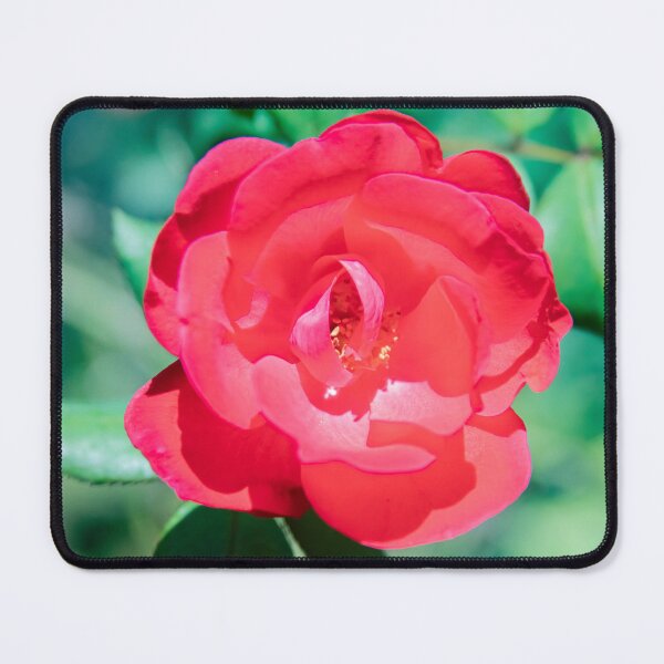 Item preview, Red Knockout Roses designed and sold by RichFrancoCars.