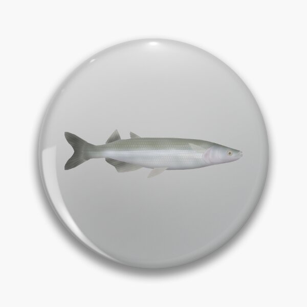 Item preview, Argentinian Silverside designed and sold by fishfolkart.