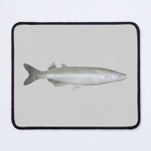 Item preview, Argentinian Silverside designed and sold by fishfolkart.