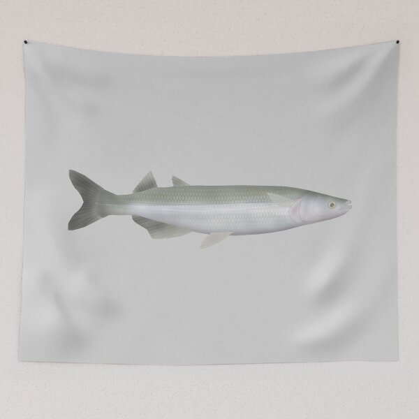 Item preview, Argentinian Silverside designed and sold by fishfolkart.
