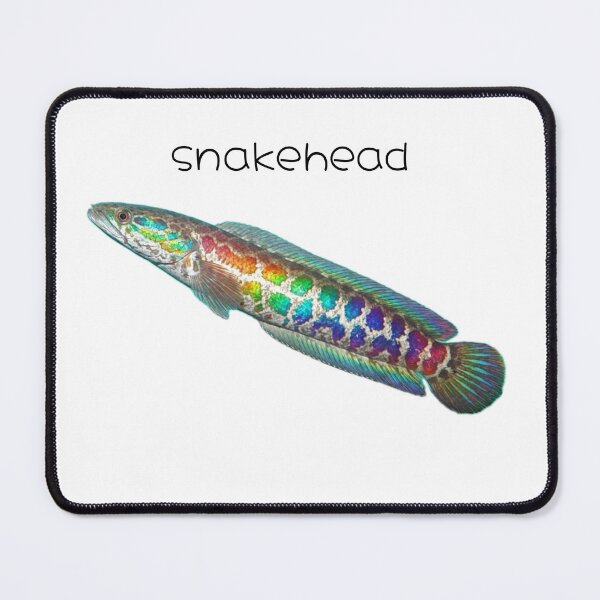 Item preview, Snakehead Rainbow Fish designed and sold by picklesnake.