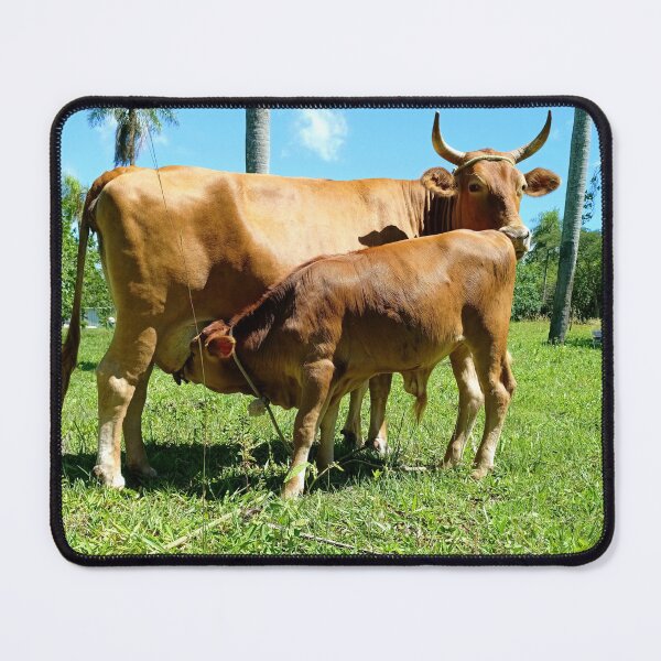 Item preview, Mother Cow Nursing Calf designed and sold by PicturePic.