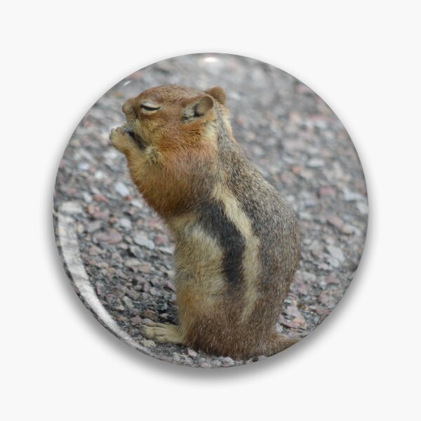 Item preview, Snacking Golden-Mantled Ground Squirrel designed and sold by richardbryce.