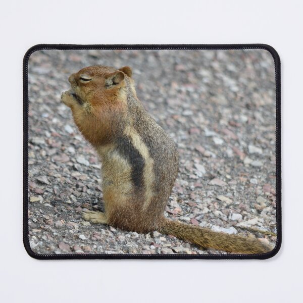 Item preview, Snacking Golden-Mantled Ground Squirrel designed and sold by richardbryce.
