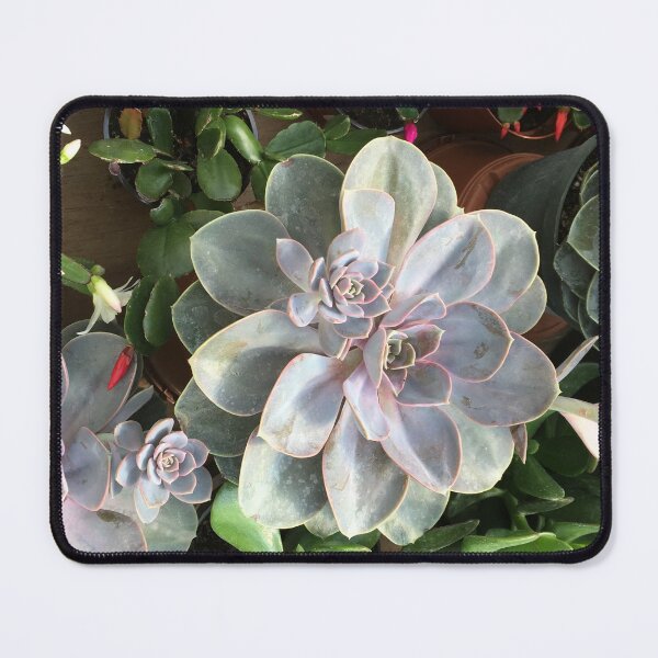 Item preview, Succulents, Echeveria, Cactus... designed and sold by EleniA8.