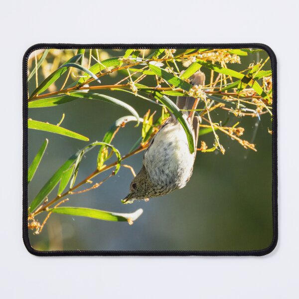 Item preview, Brown Thornbill feeding upside down designed and sold by Malcolm Katon.