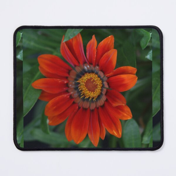 Item preview, Red & orange treasure flower, gazania flower designed and sold by EleniA8.