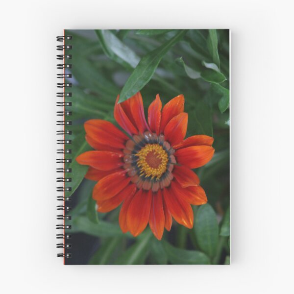 Item preview, Red & orange treasure flower, gazania flower designed and sold by EleniA8.