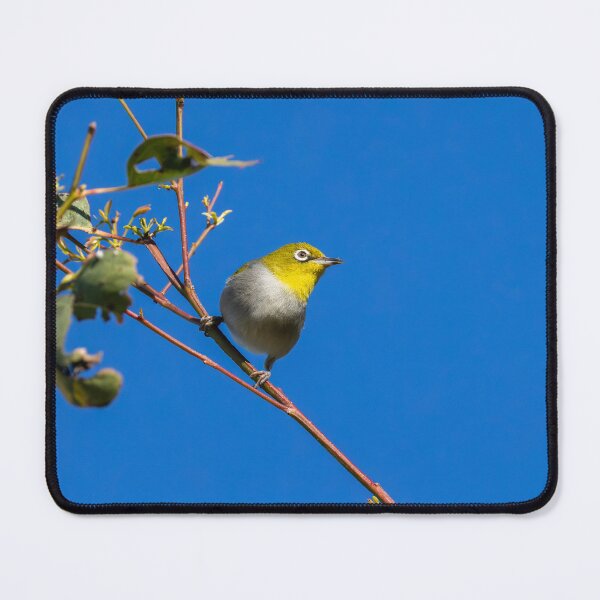 Item preview, Silvereye designed and sold by Malcolm Katon.