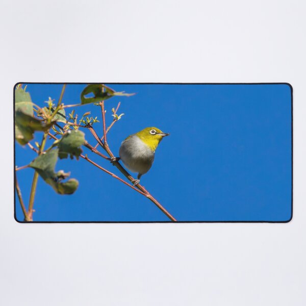 Item preview, Silvereye designed and sold by Malcolm Katon.