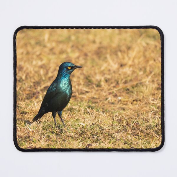 Item preview, A glossy blue cape starling standing in sunlight designed and sold by Gilmore Photography.
