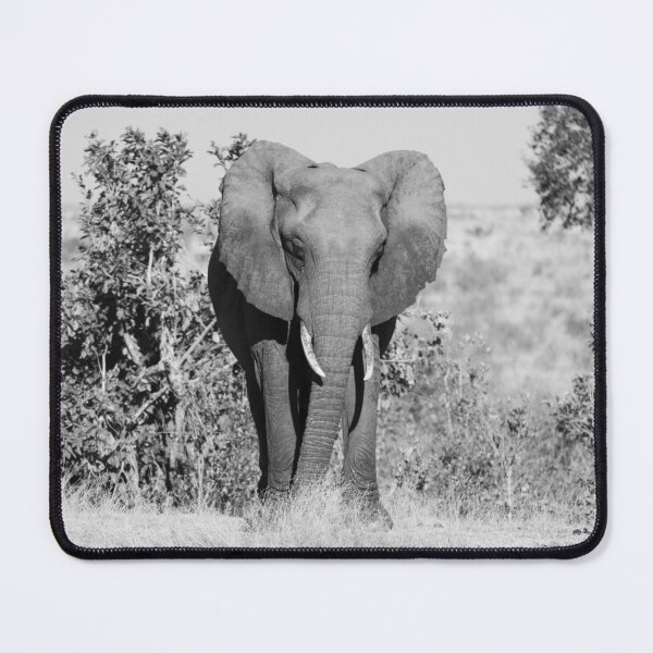 Item preview, An African elephant standing alone in the savannah designed and sold by Gilmore Photography.