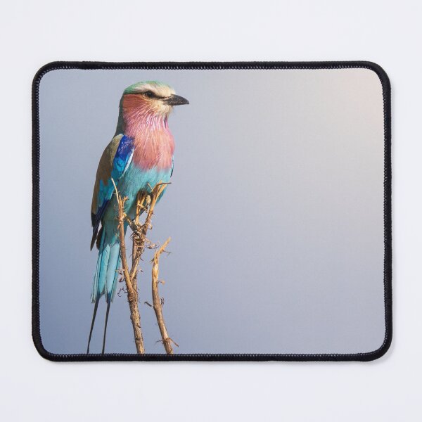 Item preview, African lilac-breasted roller designed and sold by Gilmore Photography.