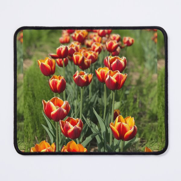 Item preview, red and orange tulips, flowers designed and sold by EleniA8.