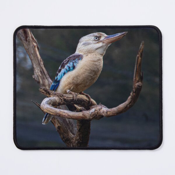 Item preview, Blue-Winged Kookaburra Perched on a Branch designed and sold by Twisted Light Images.