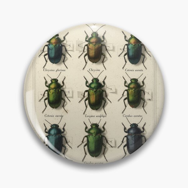 Item preview, Vintage Beetle Taxonomy Chart designed and sold by PictorialWhimsy.
