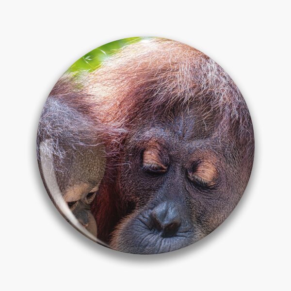 Item preview, Orang Utans  08 designed and sold by photograham.