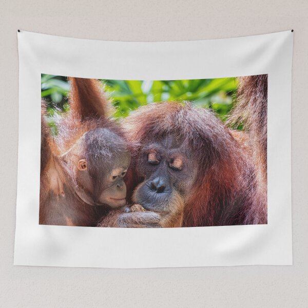 Item preview, Orang Utans  08 designed and sold by photograham.
