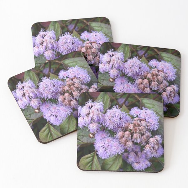 Item preview, Bartlettina Sordida in Bloom designed and sold by Yolanda Caporn Art.